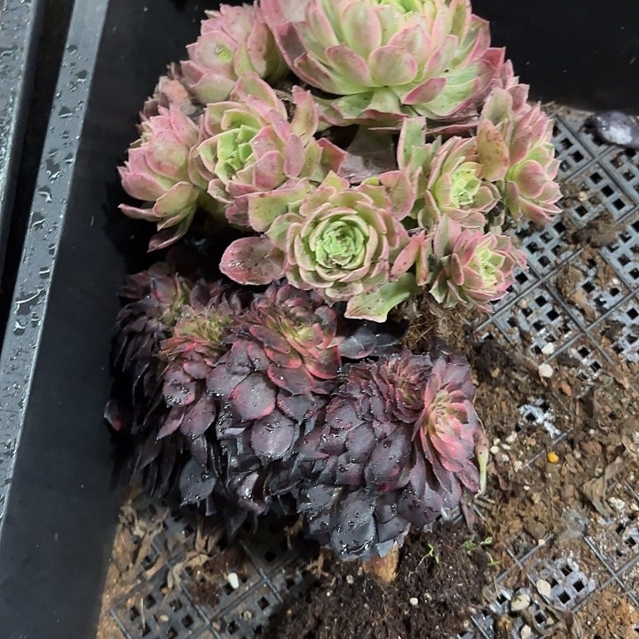 多肉植物福利012