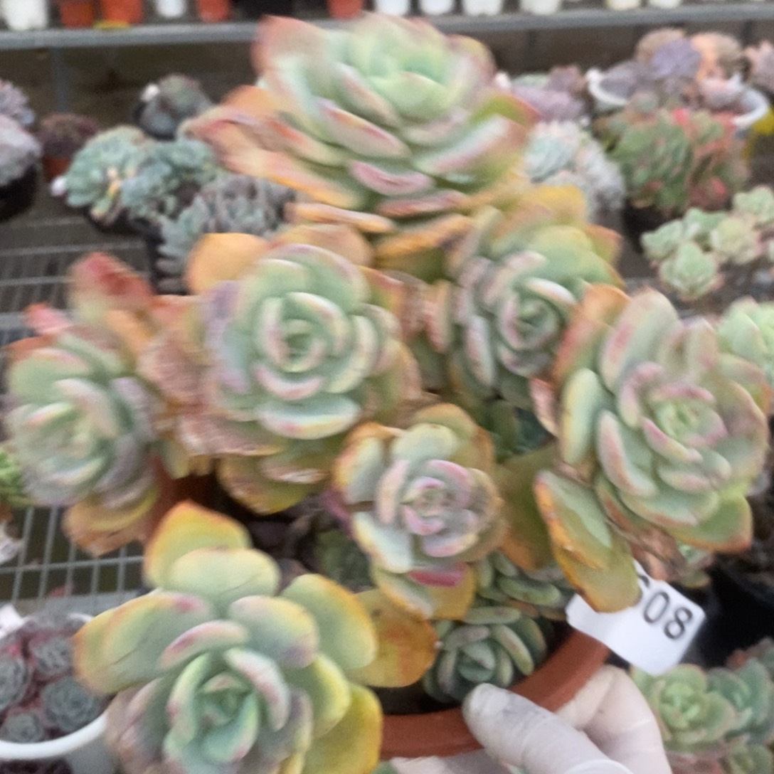 2608白月光一物一拍