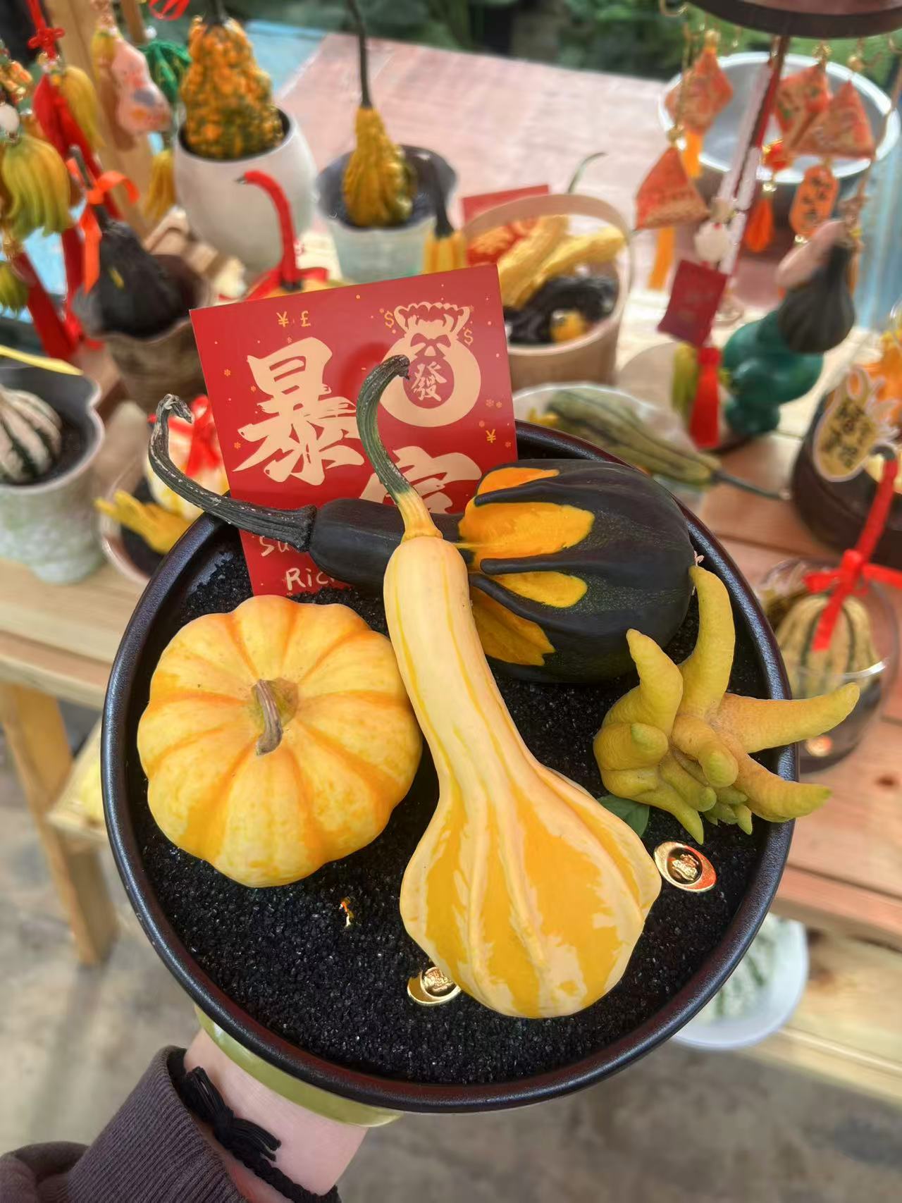  本品为一物一拍 墨西哥福禄 收集赠礼首选 鲜花