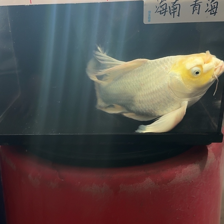蝴蝶鲤鱼蝴蝶鲤包邮68
