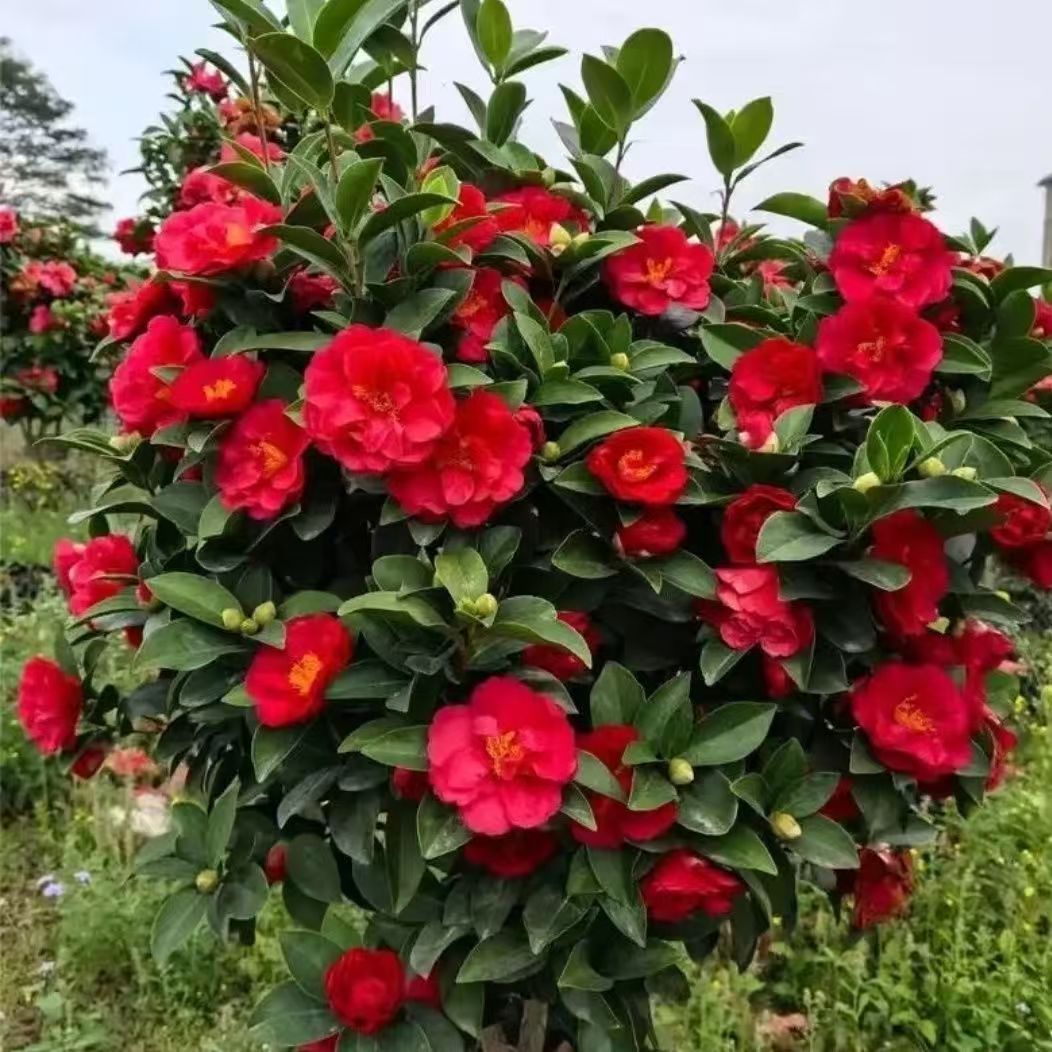 四季茶花带花苞夏日七星重瓣原盆原土好养易活适合室内外种植花卉