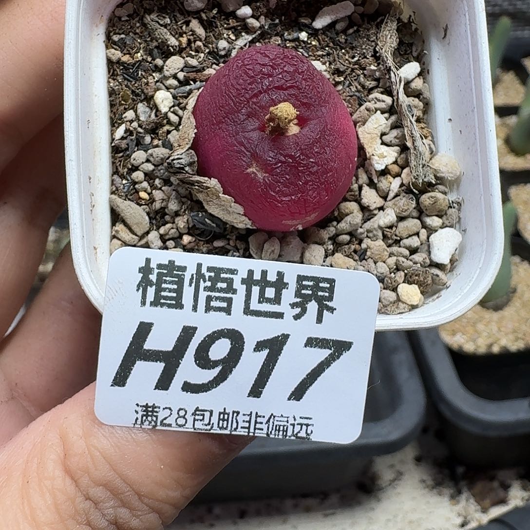 多肉植物的人生fhh