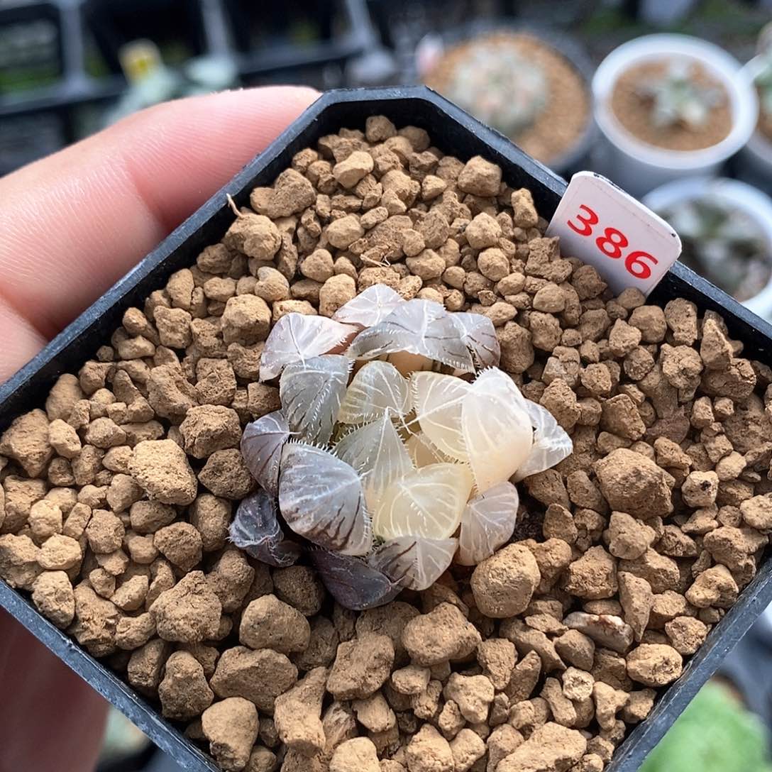 红陶386号赤线锦一物一拍