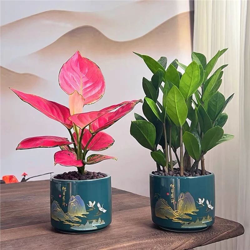 吉利红金钱树盆栽办公室绿植桌面好养活室内净化空气花卉客植物