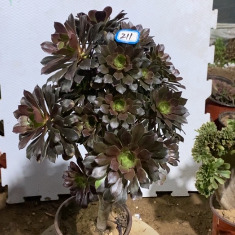 灰豆灰朵朵一物一拍