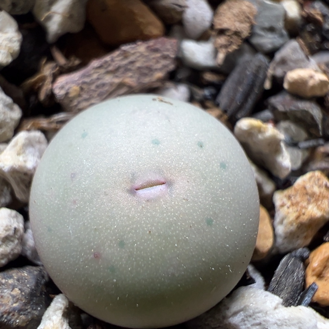 134，v嘴小苗一物一拍