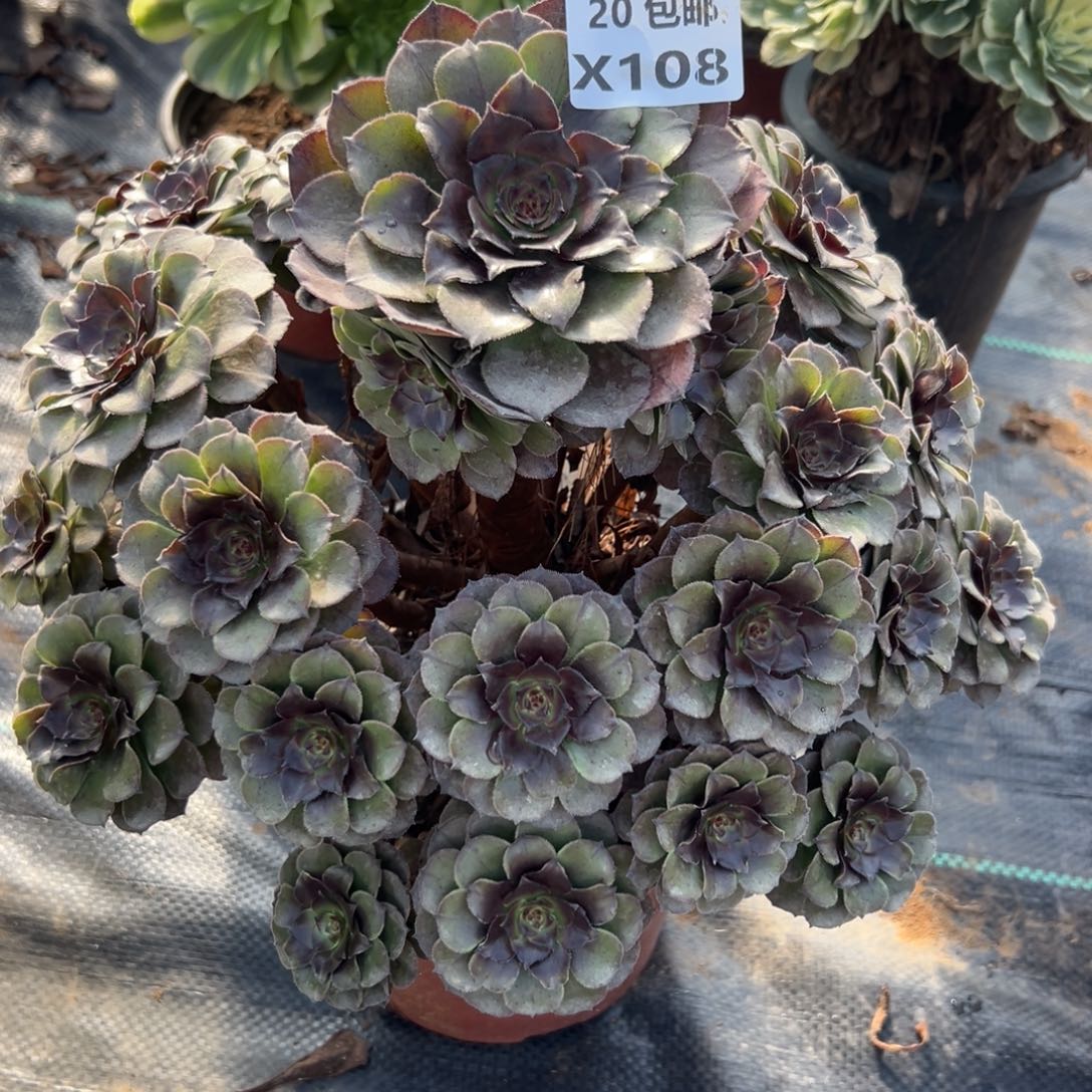 108红太阳，多肉法师