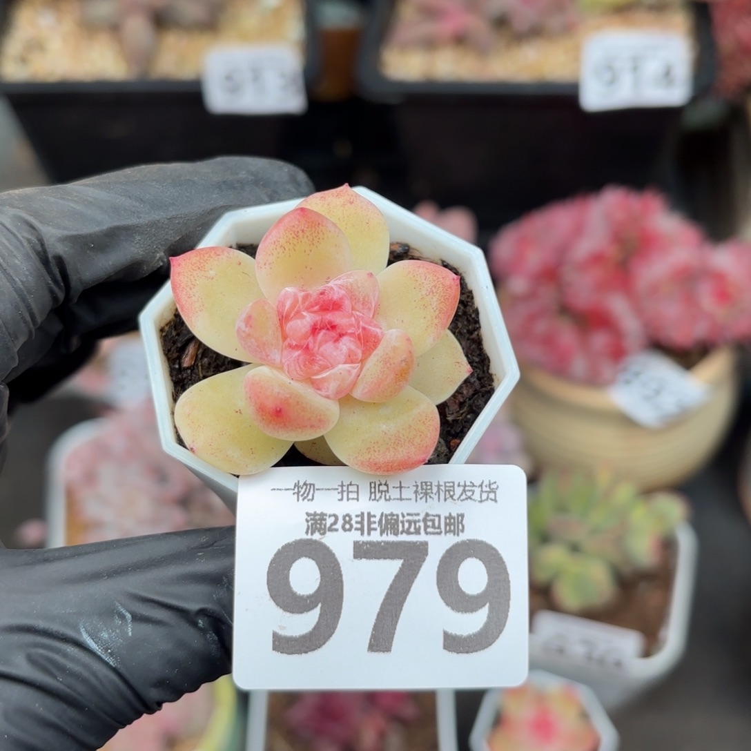 碧焰单头无盆土发货