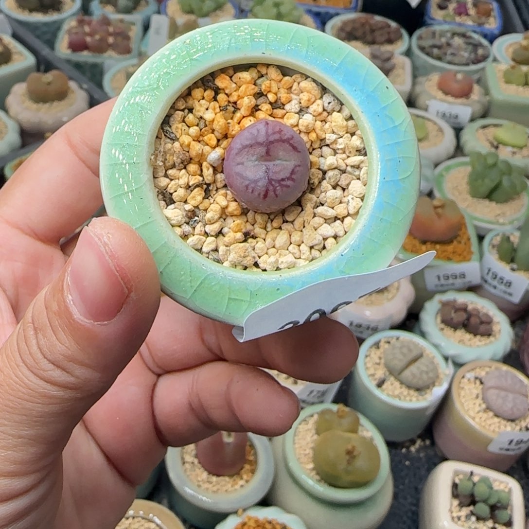 2007 -一物一拍 带盆