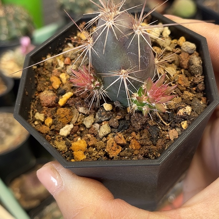 舞者团扇仙人球一颗