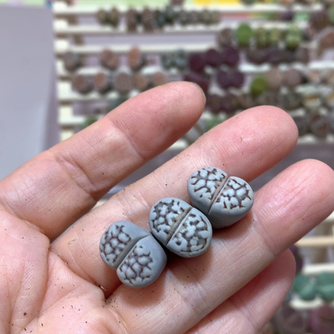 008号c205大理石尺寸1.55