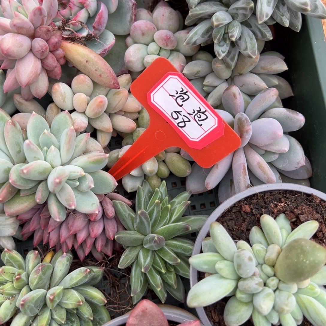 泡***妈泡泡58。           