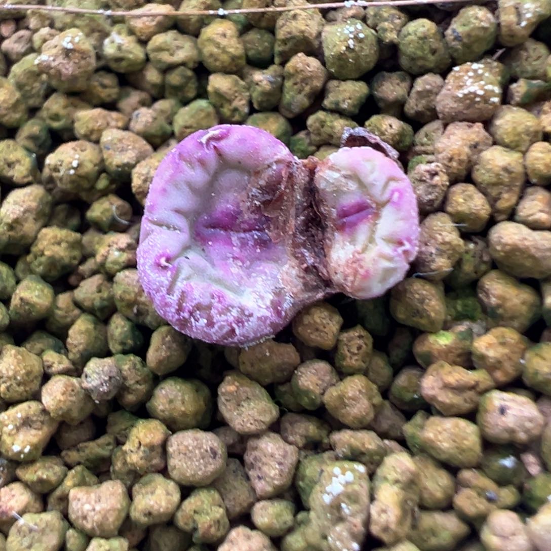 512号se开播福利。    