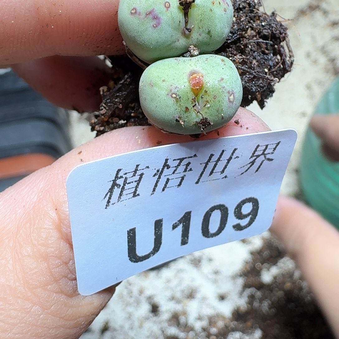 109号多肉植物哇f v