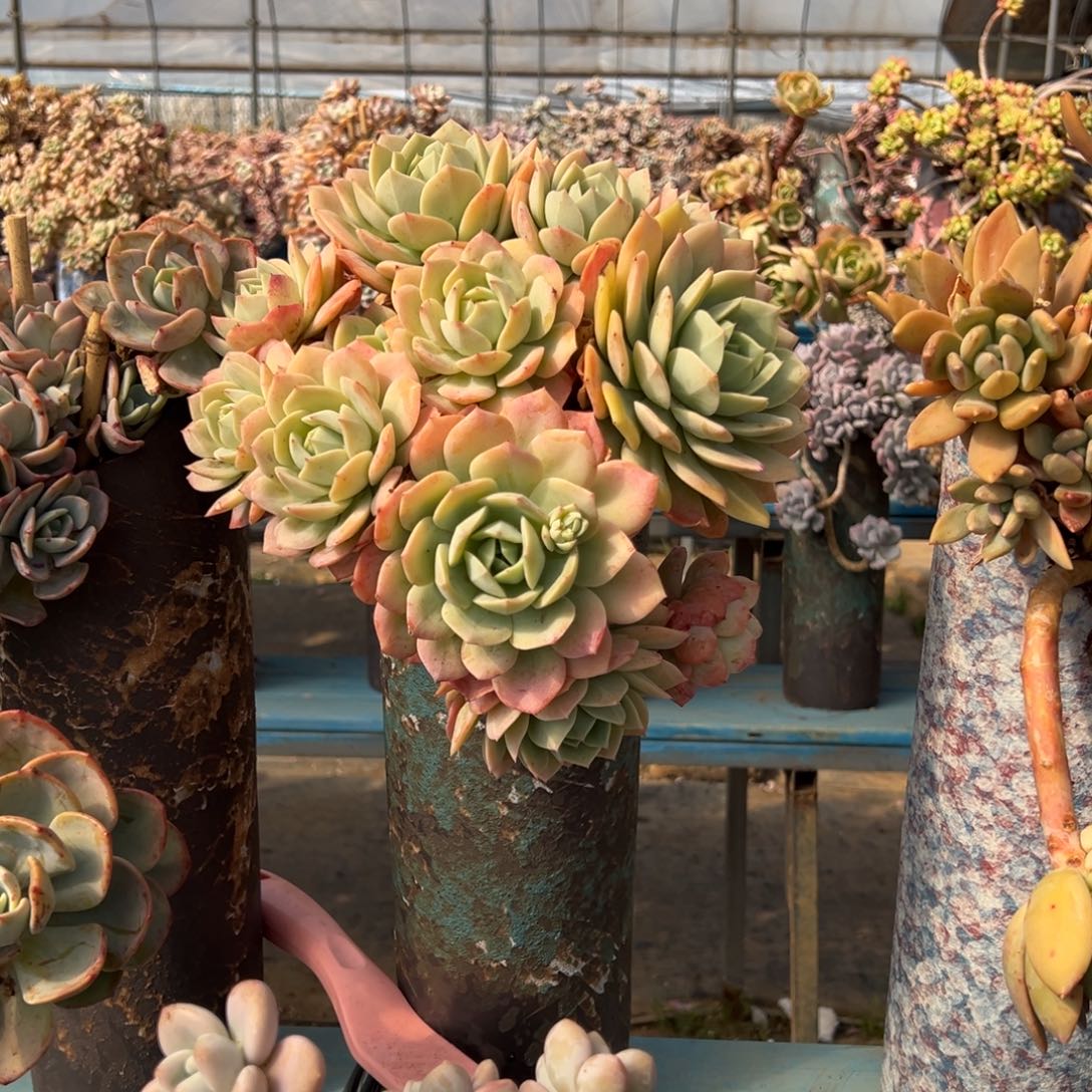 精品念曲妖桩 裸根