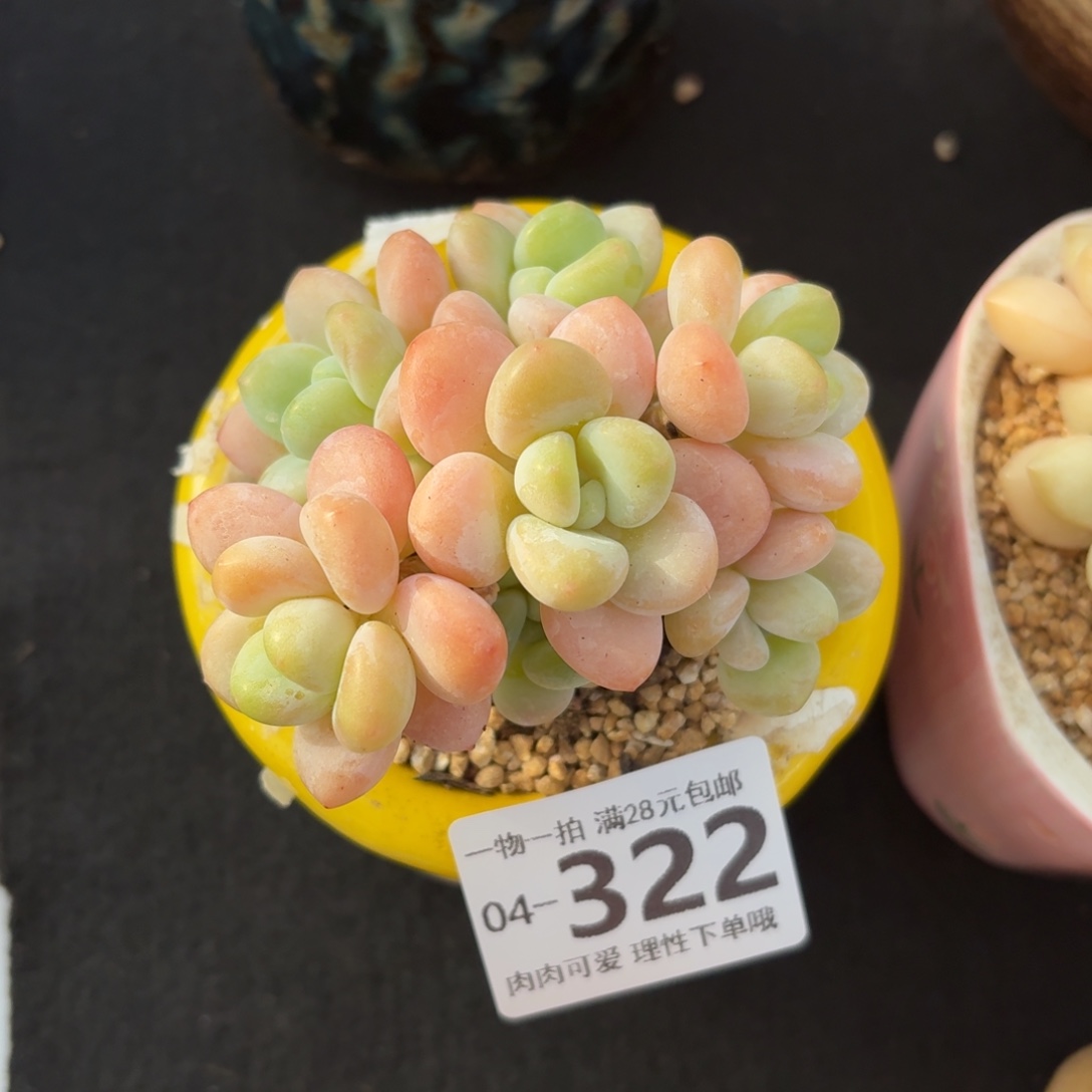 桔子洛神无盆土发货呀