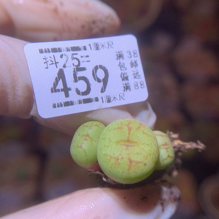 精品生石花25.459