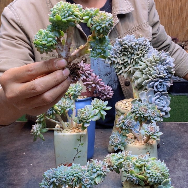 止***期442 号冰魄多肉植物