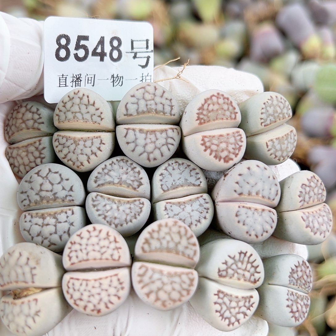 8548 好养易活生石花大母本15个