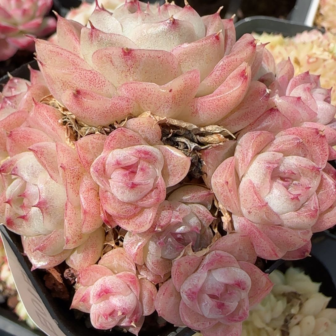 花语逸镜0310-253散