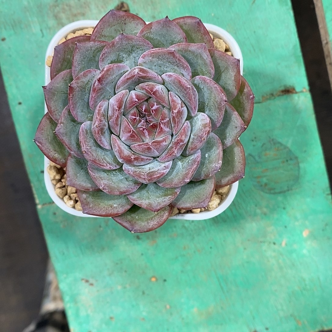 陈***丹1颗寄养。        