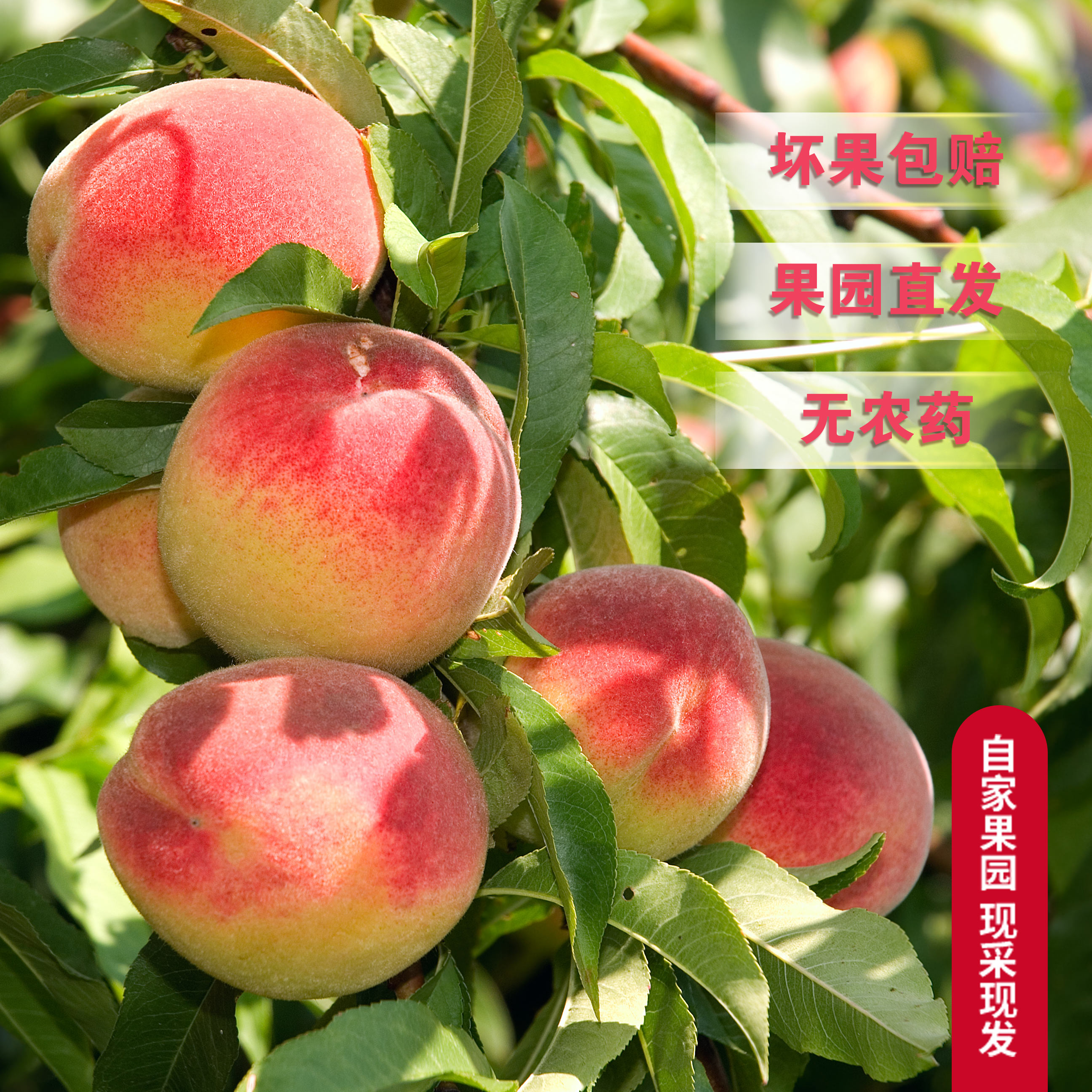 自家果园水蜜桃脆桃，水蜜桃包邮当季新鲜水果桃子桃子同城送四川省