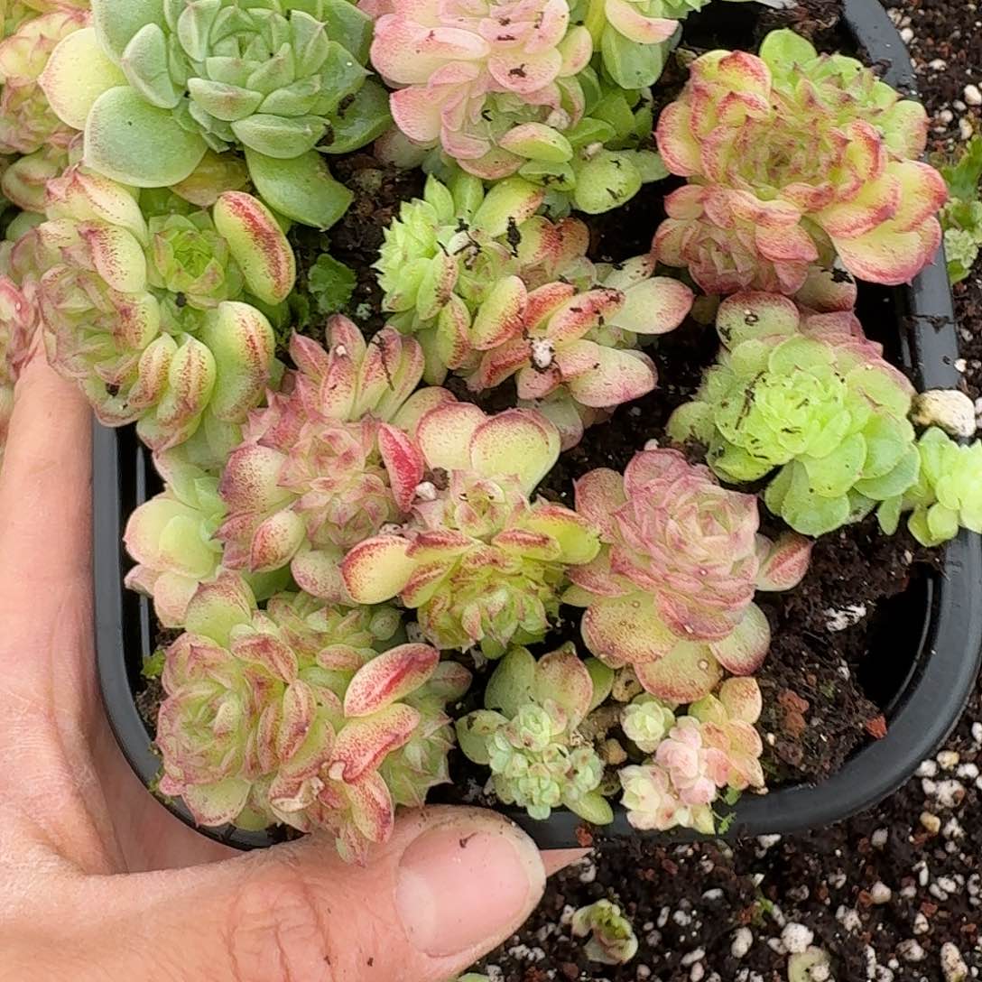 杂交新品珍妮多肉1983