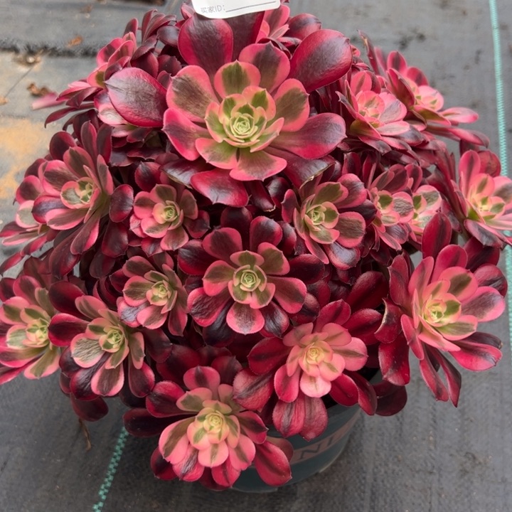 684美杜莎30厘米左右