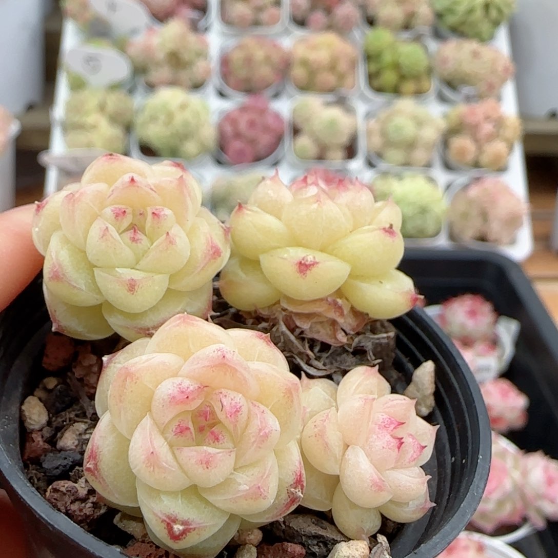 【闪购商品】0116-27散