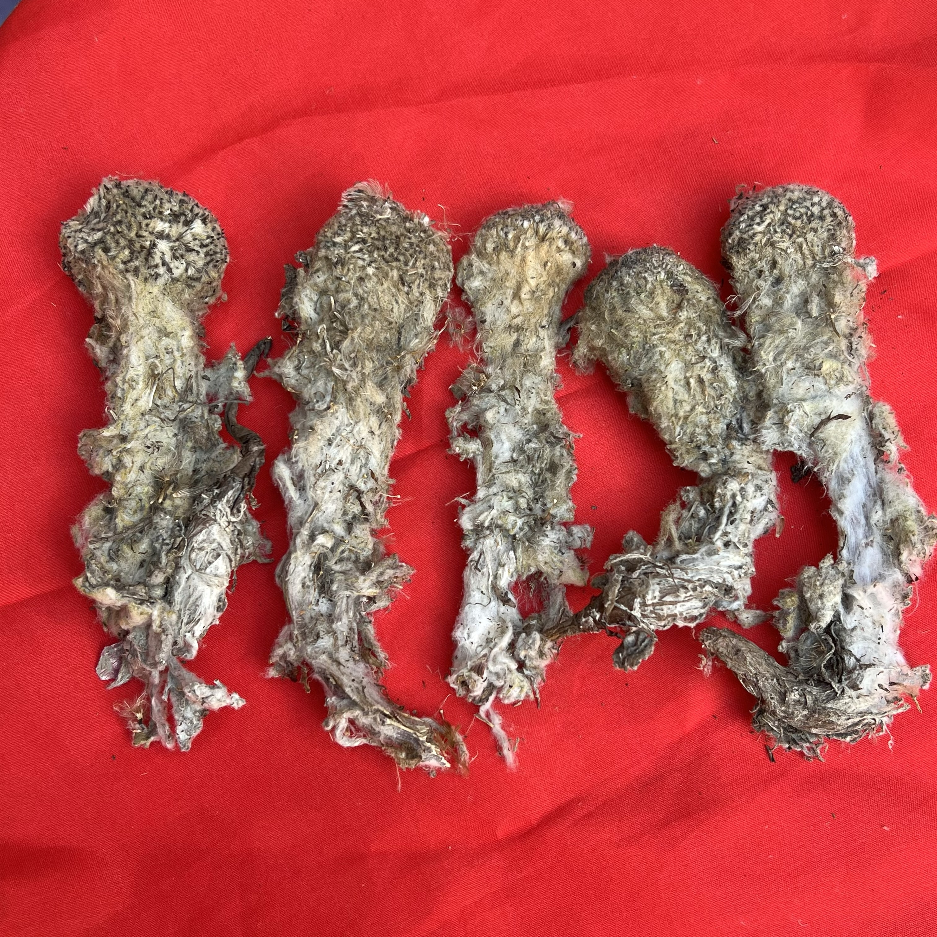 静姐云南山货传统滋补品雪-蓮-花～可搭配枸杞