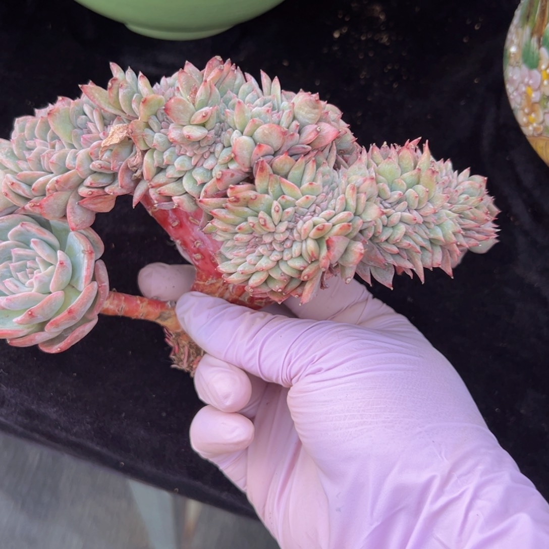 新年快乐啊宝宝们88888888