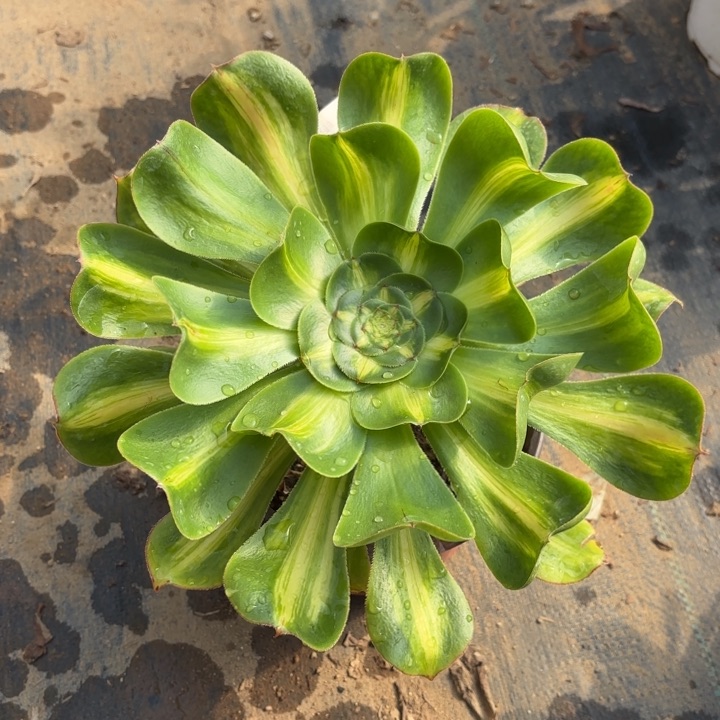 暴君多肉法师5398