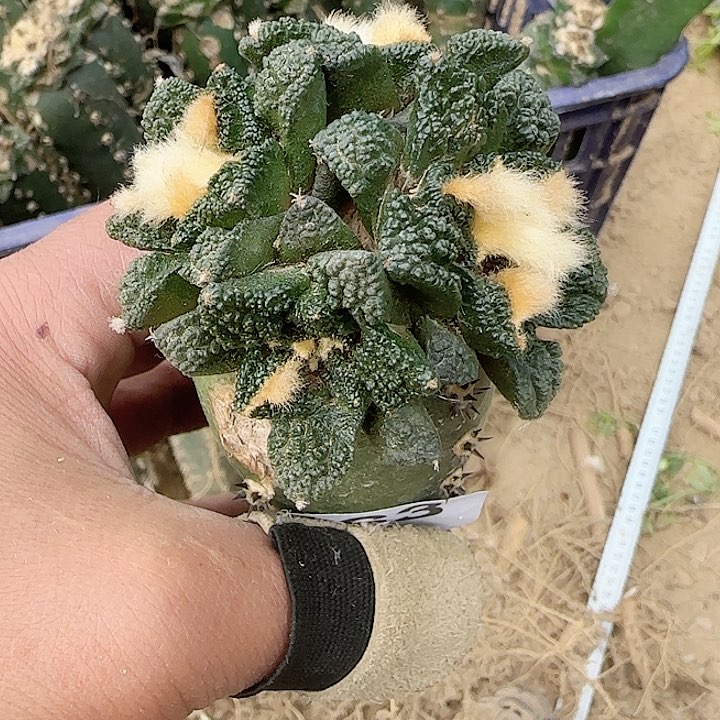 四头新顿牡丹163