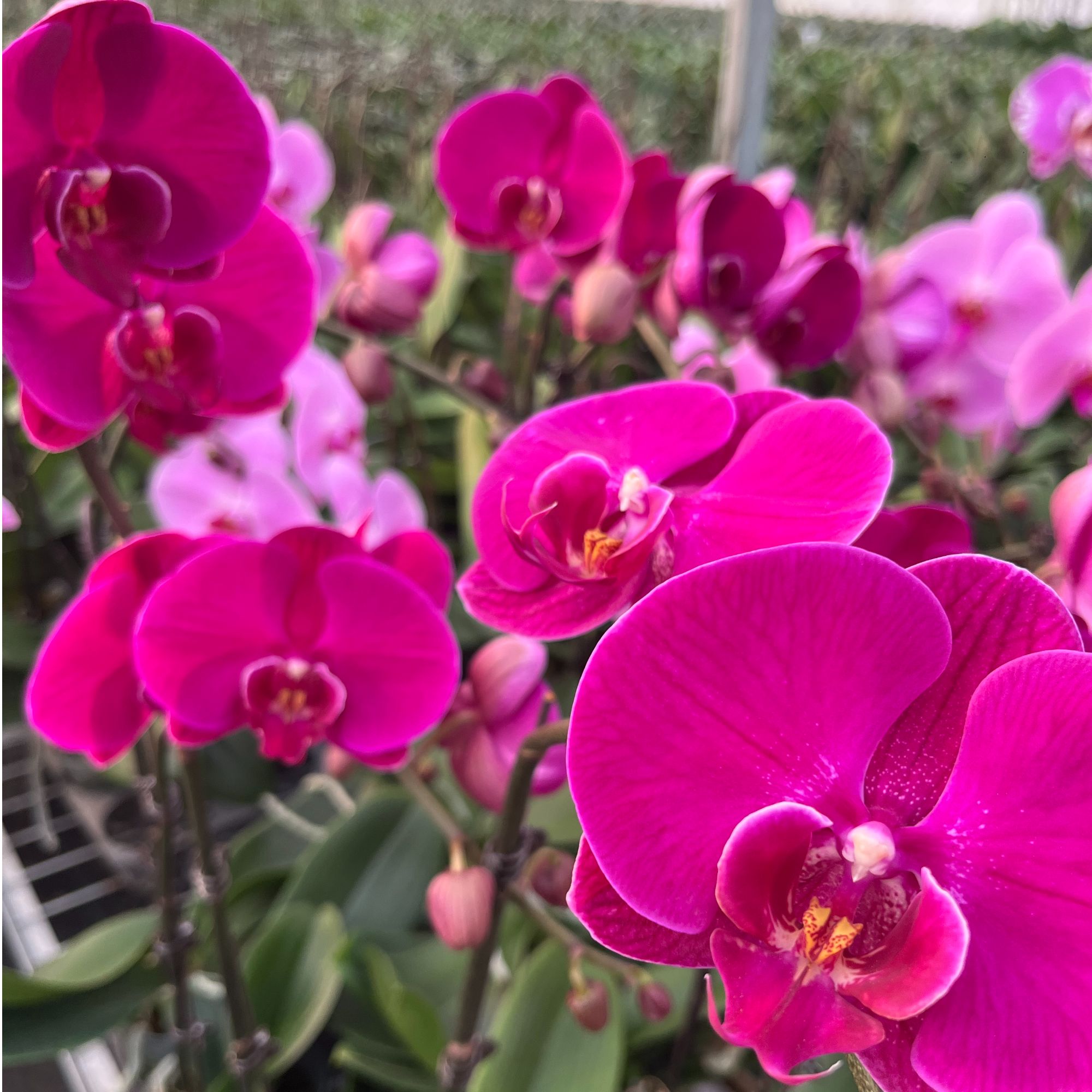 【大辣椒】3.5寸加大杯年宵蝴蝶兰开花株