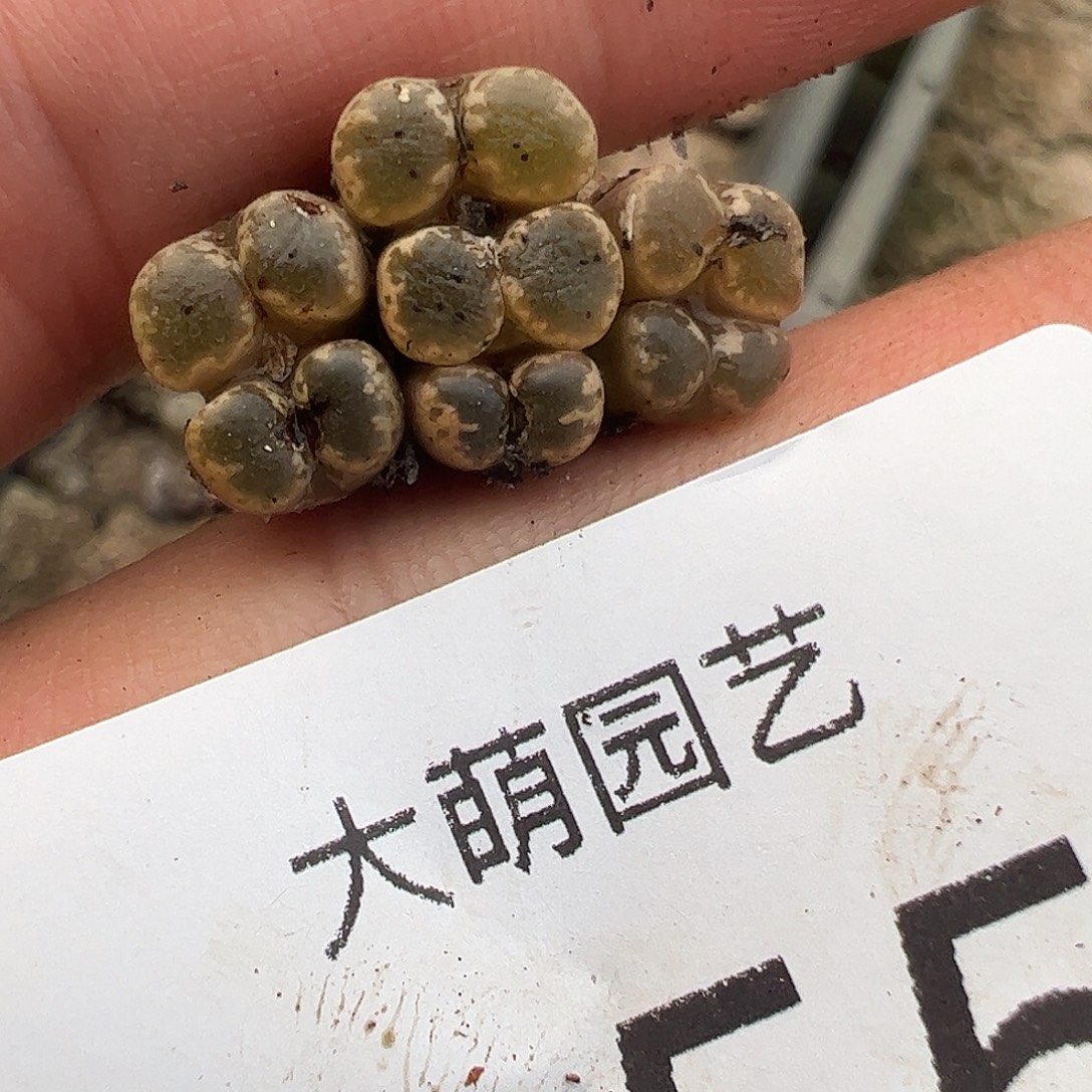 一物一拍优选蕾丝蝴蝶355