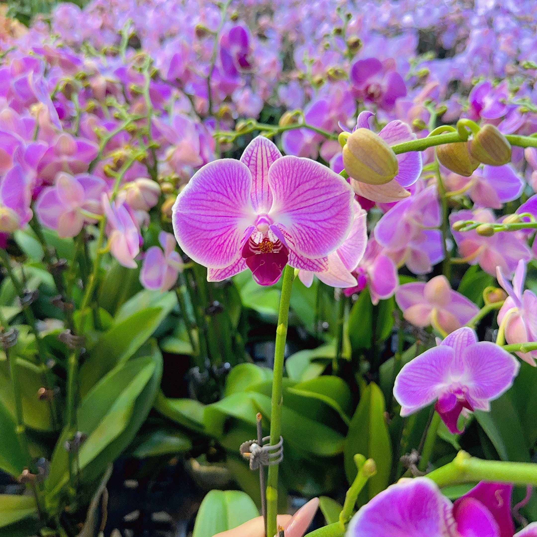 精选蝴蝶兰[缤纷安妮] 紫色系带条纹室内花卉绿植长花期 基地直发