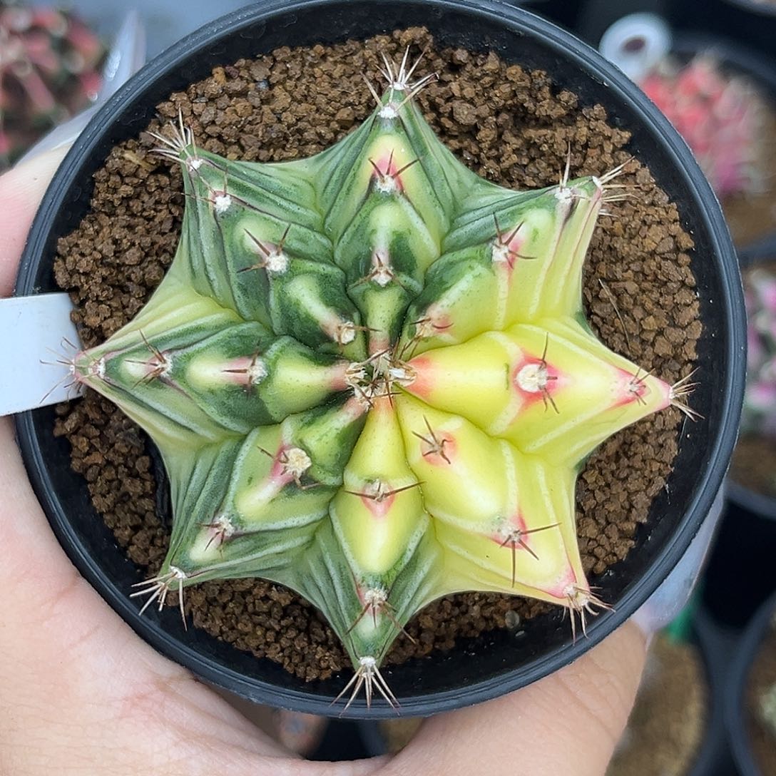 A338 米哈白锦 带盆土