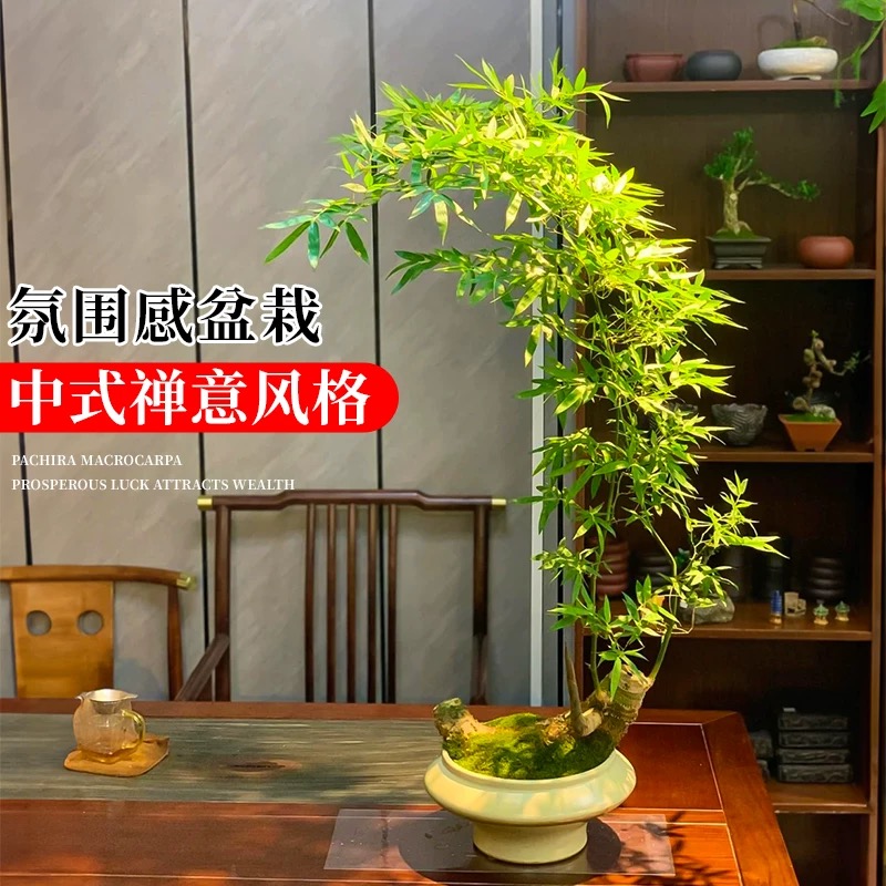 小叶簕竹室内竹子盆栽办公室桌面绿植禅意盆景