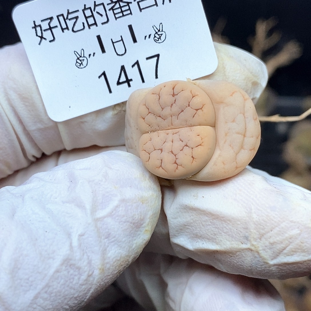 1417。零下拍保温。