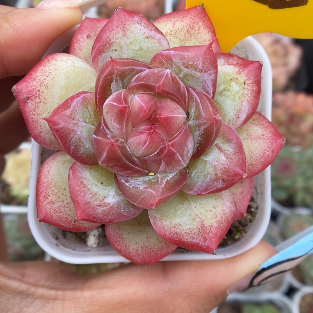 芙蕖珍妮426号。      