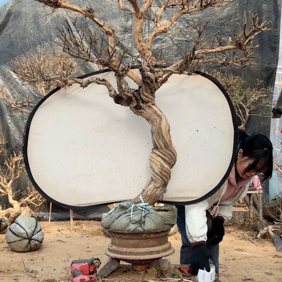 太***遢金银花金银花金花金银花