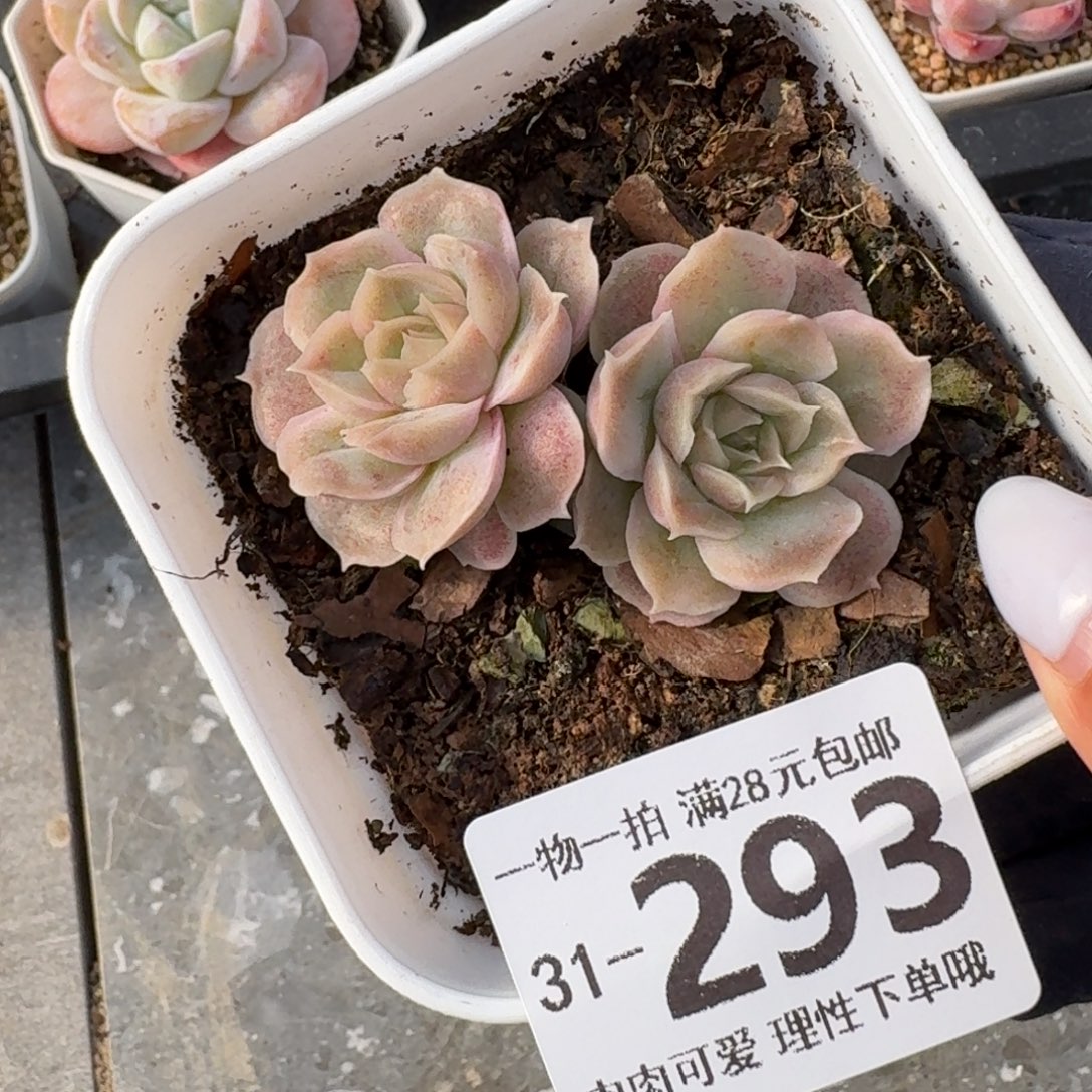 水晶虾饺无盆土发货