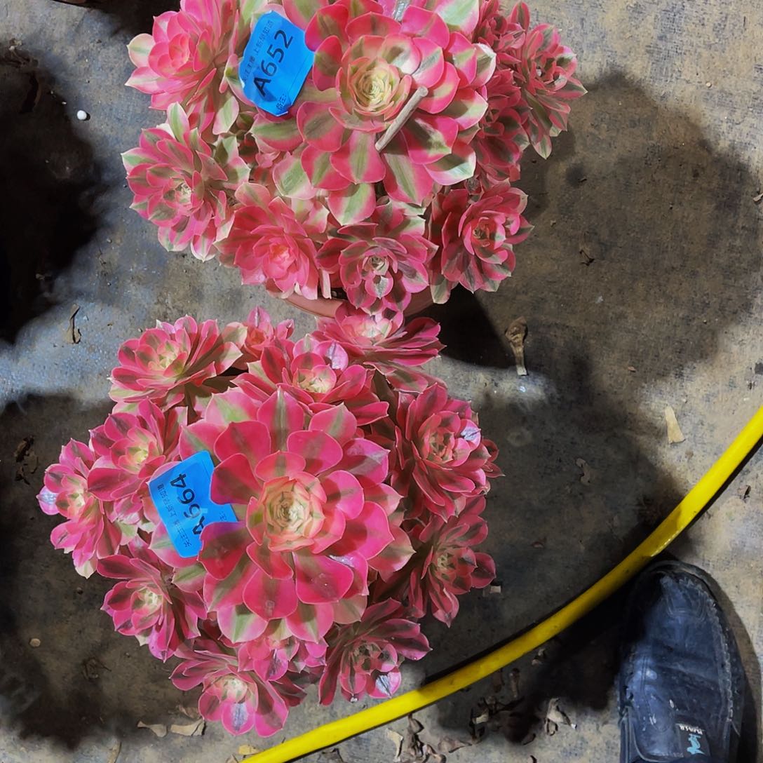 多肉粉女巫两颗脱土发货，664，652