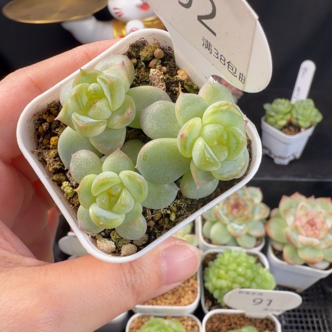 甜心c三头群92号一颗