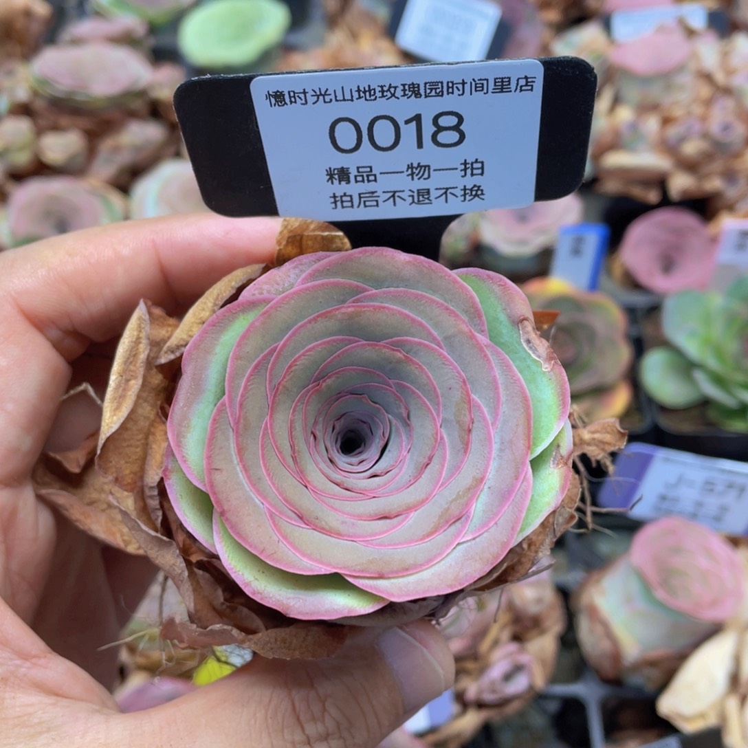 山地玫瑰0018裸根发货不售后
