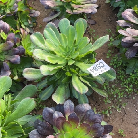 984女巫中班不包断枝