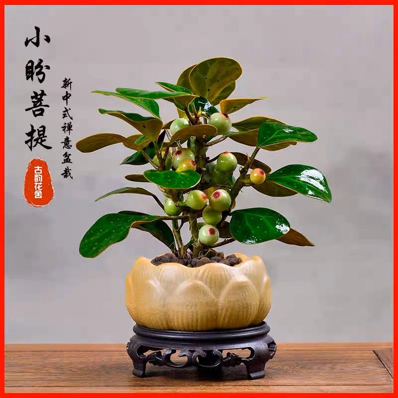 菩提盆栽大号带果正宗迷你菩提树盆栽菩提菩提树迷你小盆栽菩提子