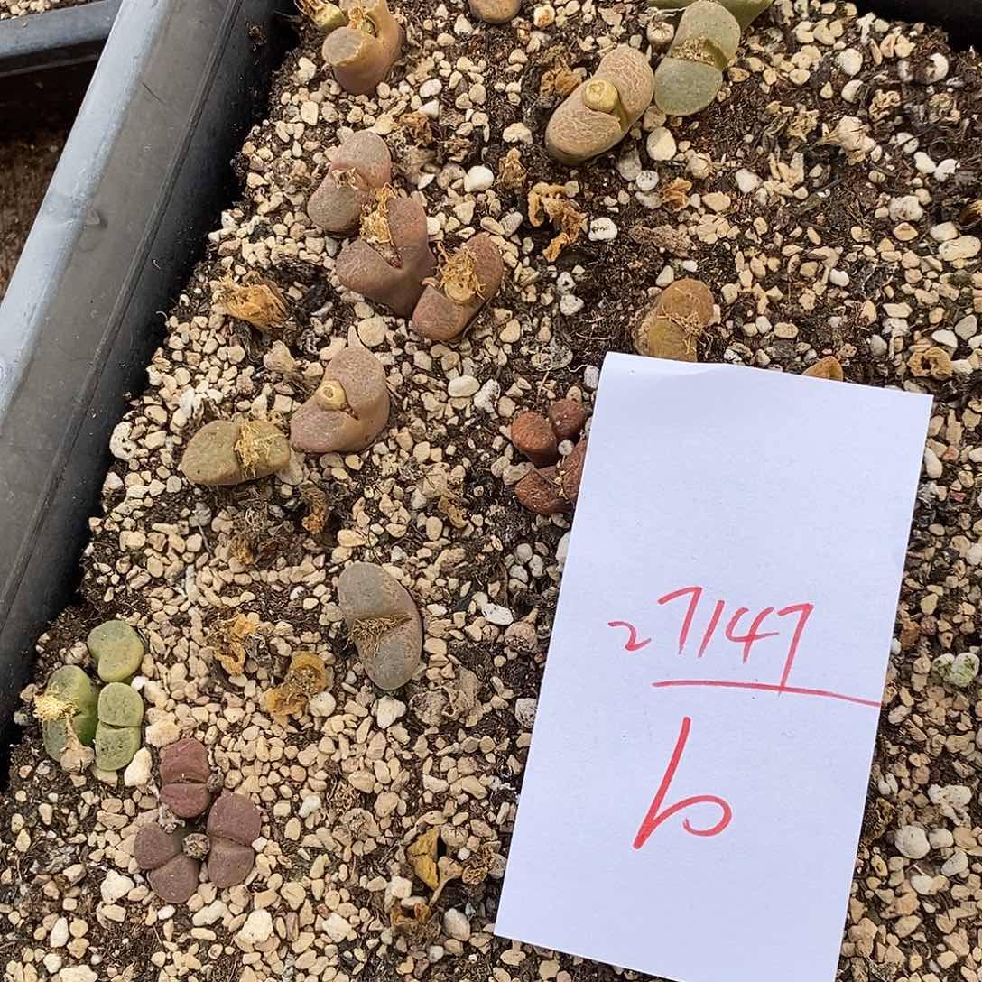 27147清框母本风铃。   