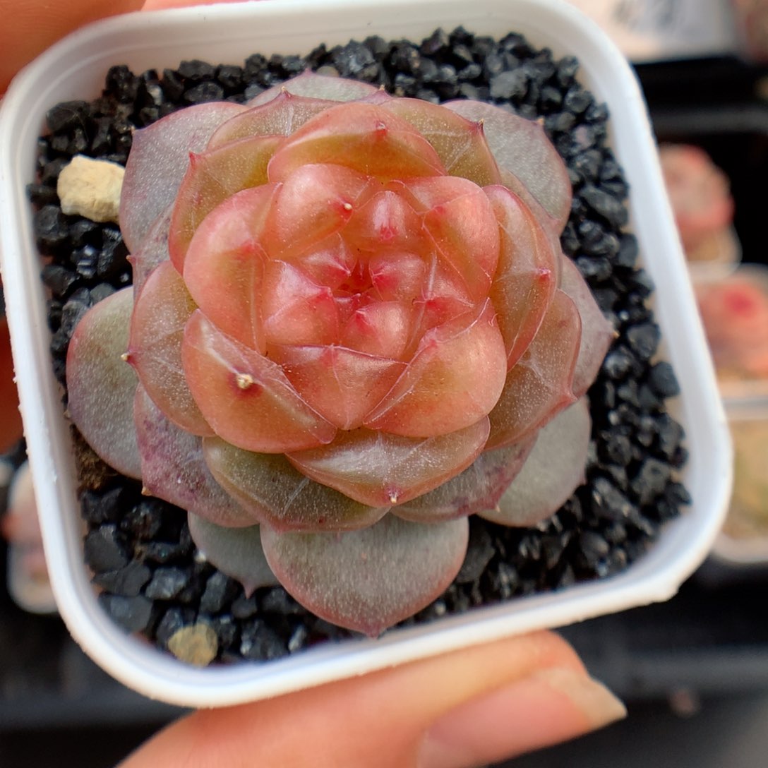 多肉植物。 糖心74