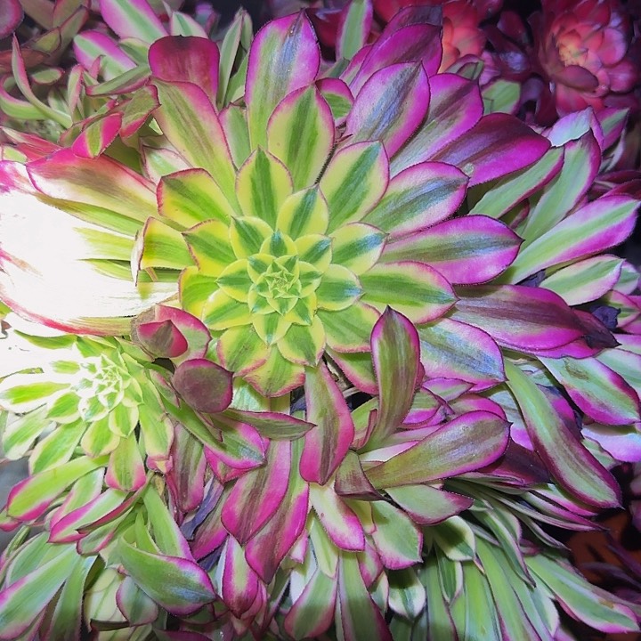 天合老桩捧花特价福利